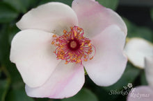 Load image into Gallery viewer, Sweet Pretty