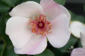 Sweet Pretty