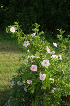 Load image into Gallery viewer, Egidijaus rožė