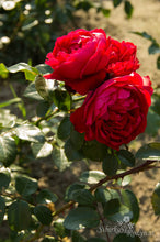 Load image into Gallery viewer, Florentina
