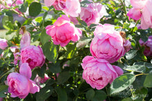 Load image into Gallery viewer, Royal Jubilee