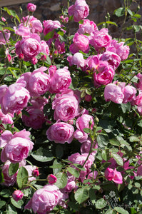 Royal Jubilee
