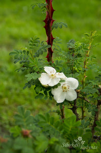 Rosa omeiensis 'Pteracantha'