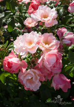 Load image into Gallery viewer, Roseromantic