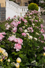 Load image into Gallery viewer, Brother Cadfael