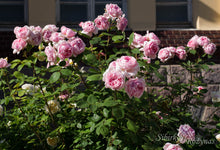 Load image into Gallery viewer, Brother Cadfael
