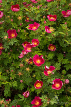 Load image into Gallery viewer, Single Cherry