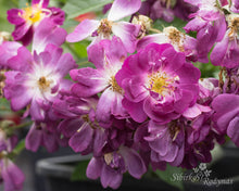 Load image into Gallery viewer, Lavender Friendship