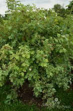 Load image into Gallery viewer, Rosa fedtscenkoana