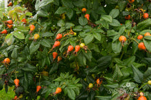 Load image into Gallery viewer, Splendens