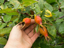 Load image into Gallery viewer, Herbstfeur