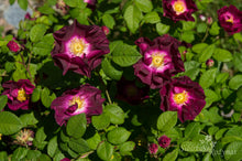 Load image into Gallery viewer, Merveille