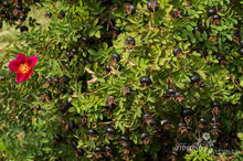 Load image into Gallery viewer, Single Cherry