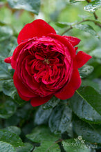 Load image into Gallery viewer, Florentina