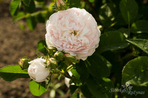 Duchesse de Montebello