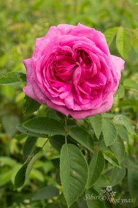 Reine des Violettes