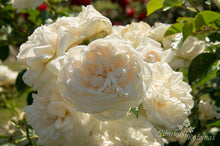 Load image into Gallery viewer, Summer Memoires