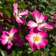 Load image into Gallery viewer, Fil des Saisons