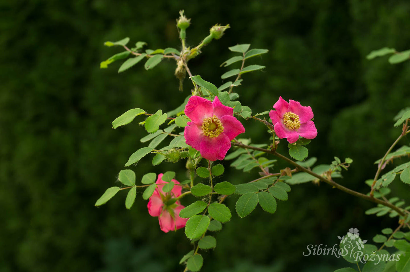 Rosa sweginzowii 'Macrocarpa'
