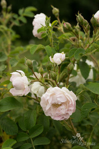 Sävel