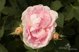 Great Maiden's Blush