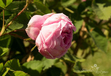 Load image into Gallery viewer, Rosa centifolia &#39;Major&#39;