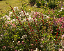 Load image into Gallery viewer, Rosa omeiensis &#39;Pteracantha&#39;