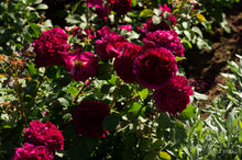 Load image into Gallery viewer, Munstead Wood