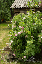 Load image into Gallery viewer, Nordens Rose