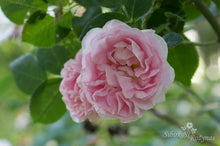 Load image into Gallery viewer, Great Maiden&#39;s Blush