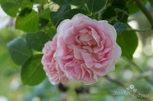 Great Maiden's Blush
