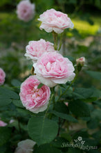 Load image into Gallery viewer, Great Maiden&#39;s Blush
