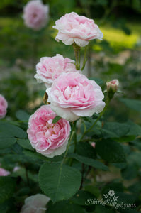 Great Maiden's Blush