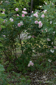 Great Maiden's Blush