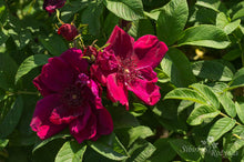 Load image into Gallery viewer, Rotes Phaenomen