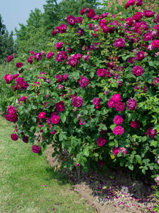 Rosa gallica 'Officinalis' x Etoile de Hollande
