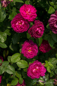 Rosa gallica 'Officinalis' x Etoile de Hollande
