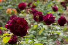 Load image into Gallery viewer, Munstead Wood