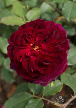 Load image into Gallery viewer, Munstead Wood