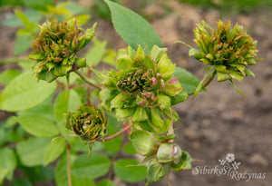 Rosa chinensis 'Viridiflora'