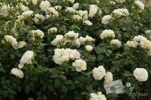Load image into Gallery viewer, Lion's Rose
