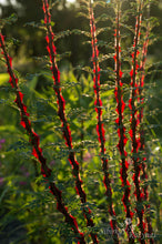Load image into Gallery viewer, Rosa omeiensis &#39;Pteracantha&#39;
