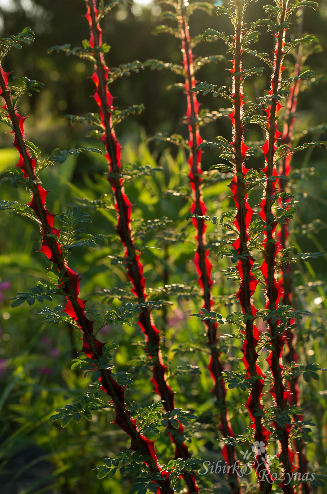 Rosa omeiensis 'Pteracantha'