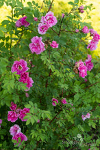 Load image into Gallery viewer, Rosa californica &#39;Plena&#39;