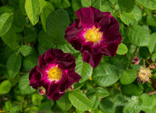 Load image into Gallery viewer, Merveille