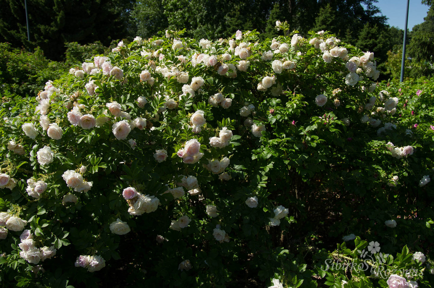 Ritausma